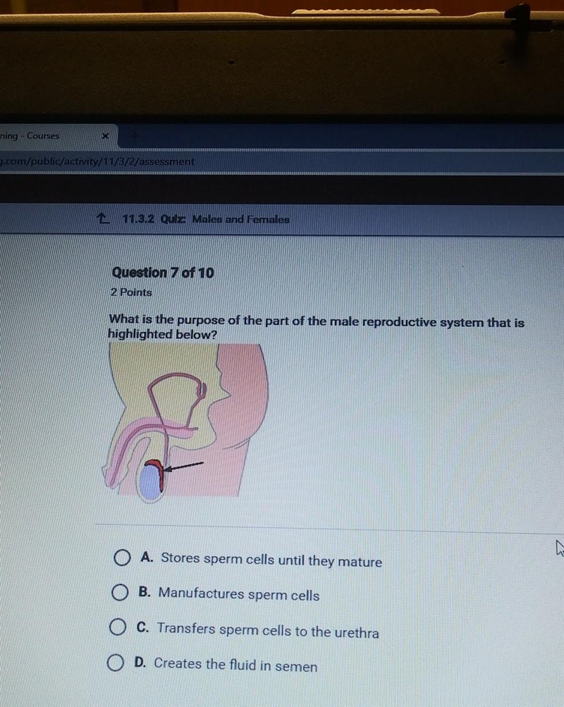 What is the purpose of the part of the male reproductive system that is highlighted-example-1