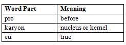 Use the following chart to find the meaning of prokaryote. A. before cells with a-example-1