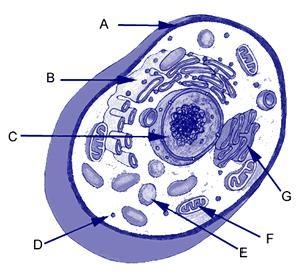 What is the function of the organelle labeled A in the diagram? A) controls what goes-example-1