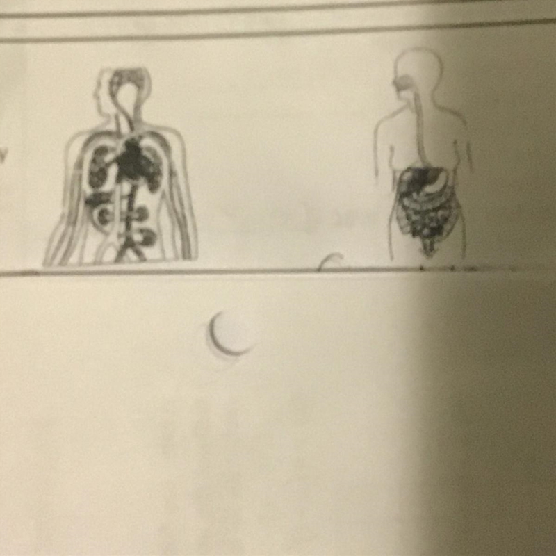 Describe how the two body systems above(*the pictures) work together to maintain homeostasis-example-1