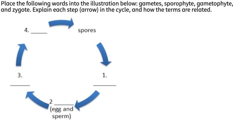 Place the following words into the illustration below: Gametes, sporophyte, gametophyte-example-1