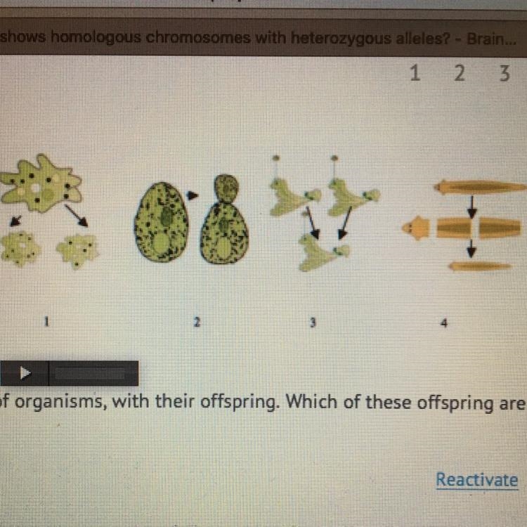 The images show sets of organisms with their offspring which of these offspring are-example-1