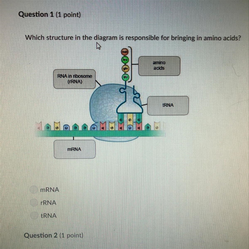 Which structure in the diagram is responsible for bringing in amino acids-example-1