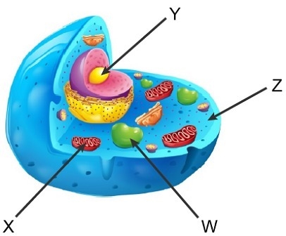 PLEASE ANSWER!!!! Use this diagram of an animal cell to answer the question. Where-example-1