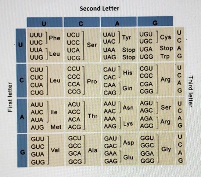 Transcribe the mRNA sequence (A T G C G C A T T A G T G C A G G A C A G T A G) into-example-1