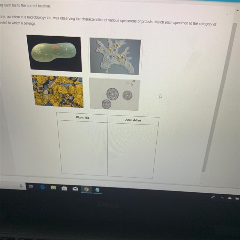 Drag each tile to the correct location Anne, an intern in a microbiology lab, was-example-1