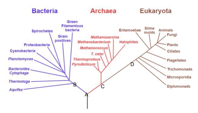 A tree of life depicting the hypothetical phylogeny of the three domains is shown-example-1