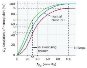 The Bohr shift The graph below shows the hemoglobin dissociation curves (also called-example-1