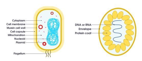 Bacteria and viruses have different mechanisms and machinery to survive and replicate-example-1