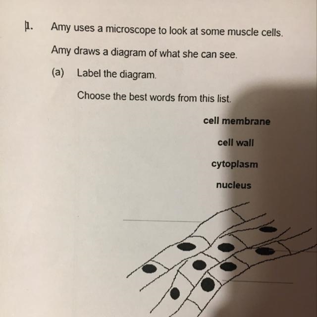 Amy uses a microscope to look at some muscle cells. Amy draws a diagram of what she-example-1