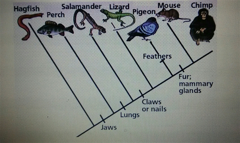 1. After which animals did mammary glands develop? a. Lizard b. Pigeon c. Salamander-example-1