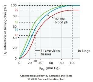 The graph below shows the hemoglobin dissociation curves (also called equilibrium-example-1