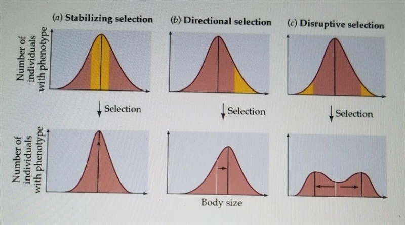 There are three different types of natural selection and all three types affect the-example-1