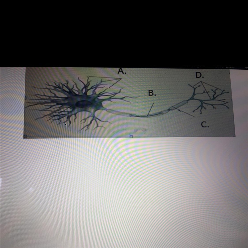 I need help with this ASAP!!! It’s a pic of neuron and I want you to type the name-example-1