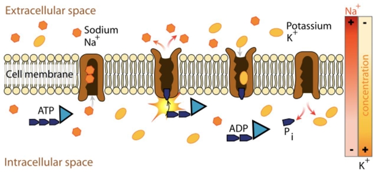 What is the brown structure embedded in the cell membrane? What is the function of-example-1