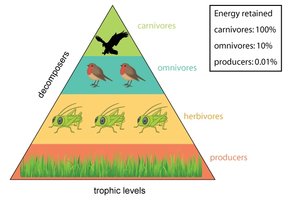 A student drew this model of the trophic levels of an ecosystem. How can you improve-example-1