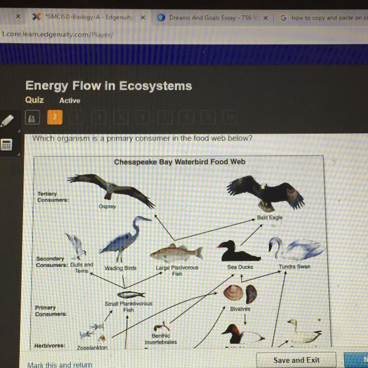 Which organism is a primary consumer-example-1