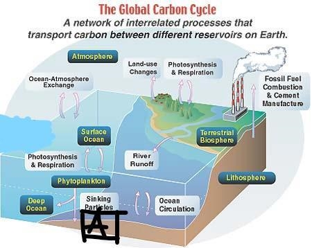 Given the following diagram, what product is produced at Location A? Carbohydrates-example-1