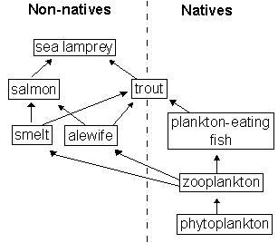 Look at the diagram above of a marine food web. What might happen to this ecosystem-example-1