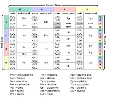 A piece of mRNA has the code AUG GAA UCU AGG UAG. Look at the table. Which amino acids-example-1