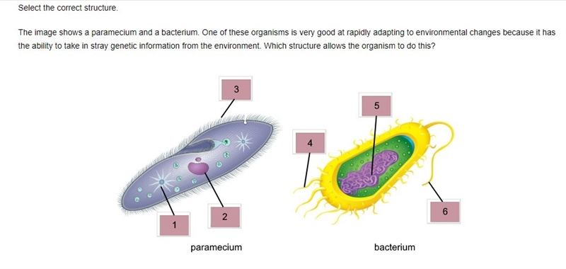 PLEASE I NEED HELP. ANSWER ASAP PLZ Select the correct structure. The image shows-example-1