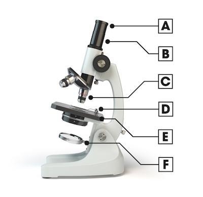 Identify the objective lens of the compound light microscope.-example-1