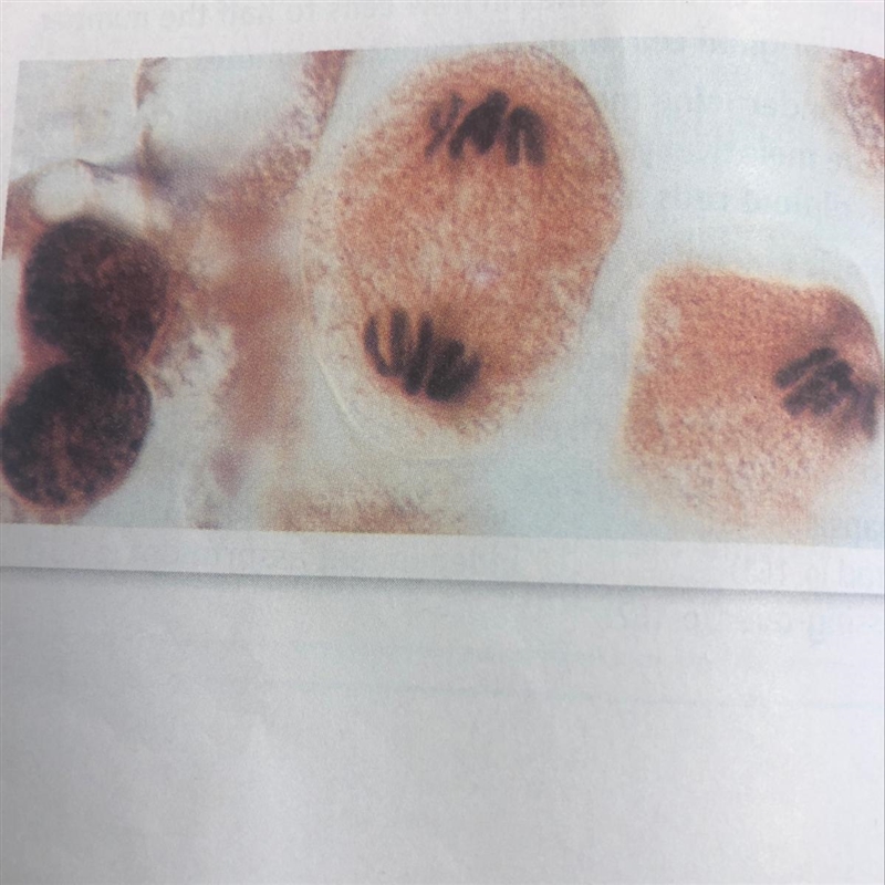 The photograph below shows cell division in plant. The offspring cell will divide-example-1