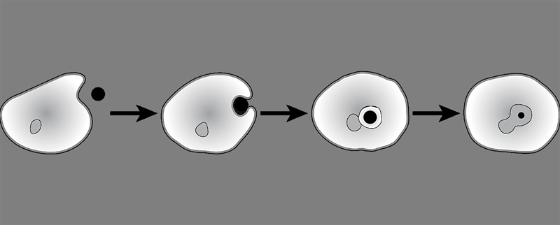 The model illustrates a process by which a substance is taken up by a cell. Which-example-1