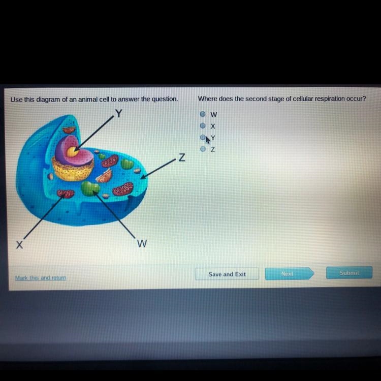 Where does the first stage of cellular respiration occur?-example-1