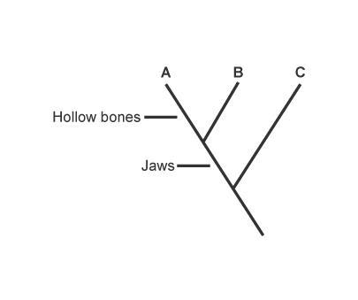 Ariel drew the cladogram shown. Which best describes species C? It has jaws, but no-example-1