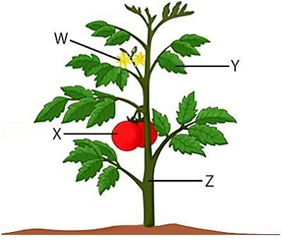 Look at this diagram of a plant. Which label points to the feature of angiosperms-example-1