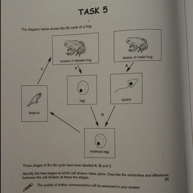 Biology homework, please help! Thankyou in advance x-example-1