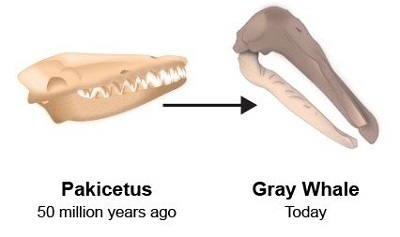 The diagram shows a fossil of an ancient whale skull and a skull of a present-day-example-1