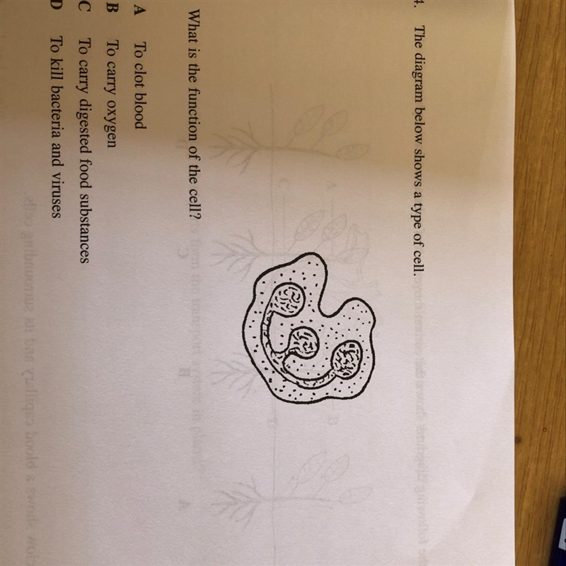 What is the function of this cell?-example-1