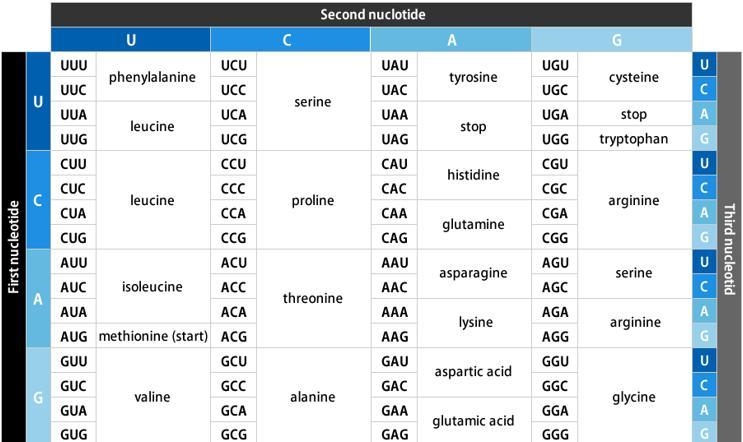 100 points! 2. Use the chart above to determine which substitution mutation has the-example-1