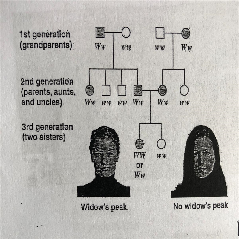 Based on the Pedigree above what is the probability of a 2nd or 3rd generation female-example-1