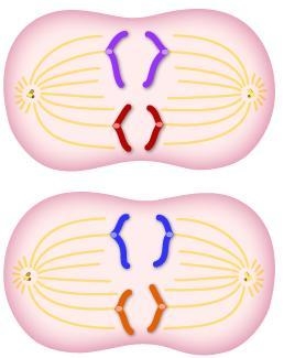 Anna and Louis are talking about this diagram. Anna says that the image is of anaphase-example-1