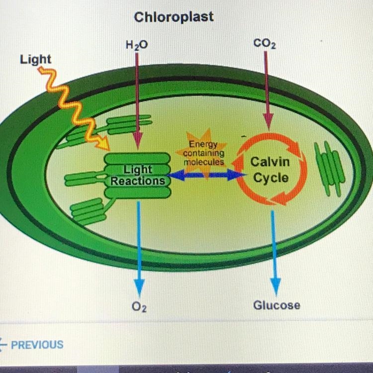 Which phrase is the best summary of the model shown? A. The transfer of the sun's-example-1