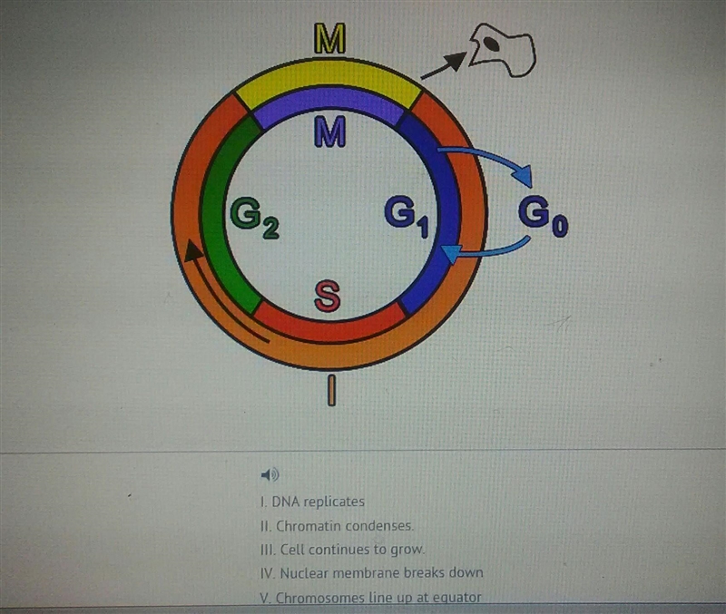 Using the statements above place the events leading up to anaphase in cell division-example-1