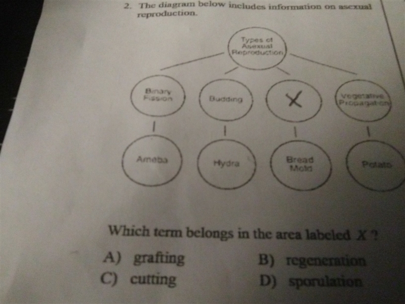 The Diagram below includes information on asexual reproduction which term belongs-example-1