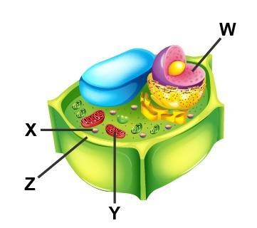 Examine the diagram of a cell. Which accurately labels the lysosome? W X Y Z-example-1