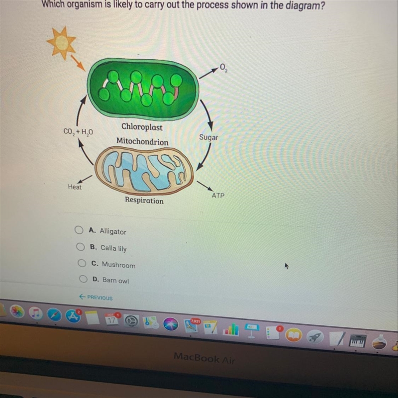 Which organism is likely to carry out the process shown in diagram below?-example-1