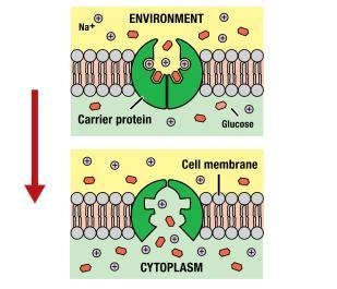 What transport process is pictured? A.exocytosis B.cotransport C.osmosis D.diffusion-example-1