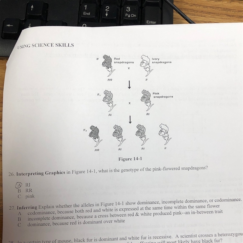 Explain wether the alleles in figure 14-1 show dominance incomplete dominance or codominance-example-1