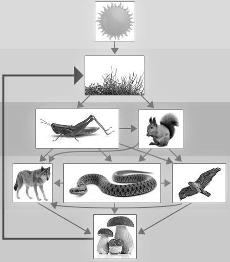 Food web starting with sun and pointing to grasshopper and squirrel; Grasshopper pointing-example-1