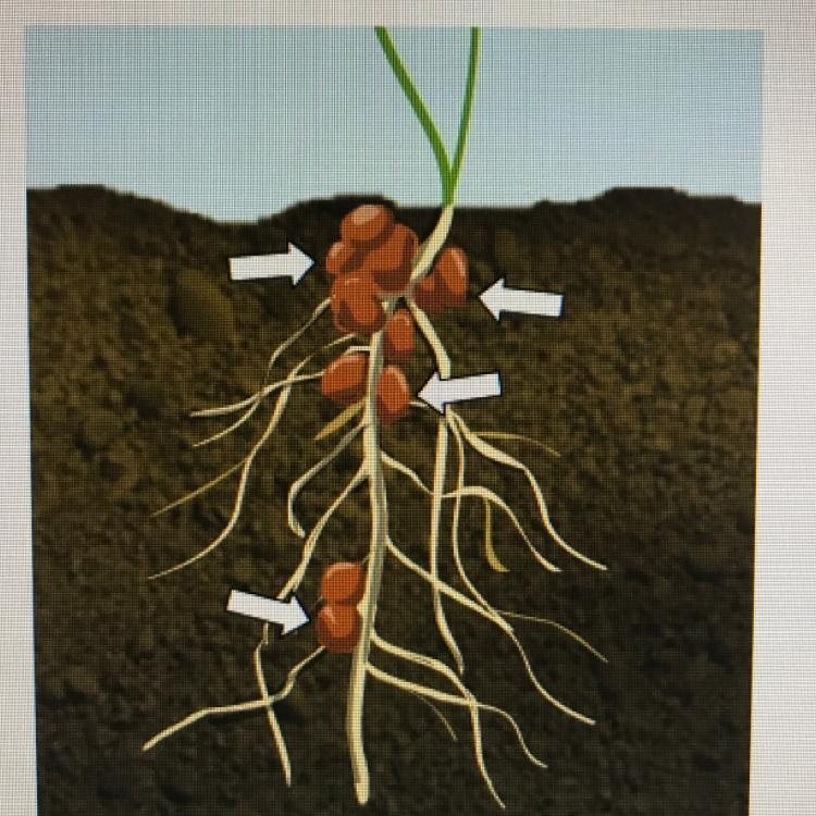 Which statement best describes the process that takes place in these nodules? O A-example-1