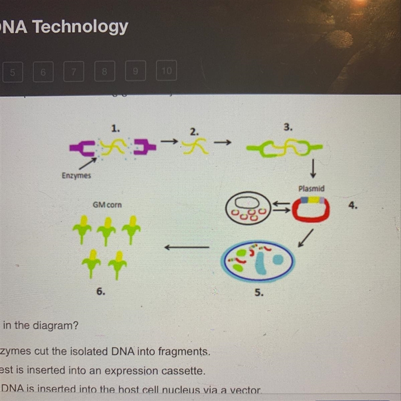 What occurs at step 1 in the diagram-example-1