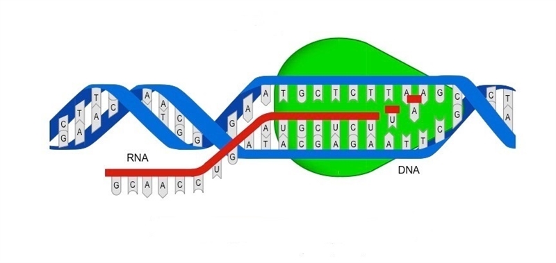 Which statement summarizes the process shown in the diagram? A. DNA is being transcribed-example-1