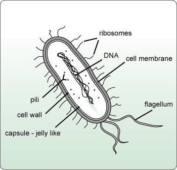 Which image is a correctly labeled prokaryotic cell?-example-1