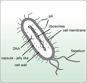 Which image is a correctly labeled prokaryotic cell?-example-2